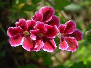 Aparthotel Lazaros 4*